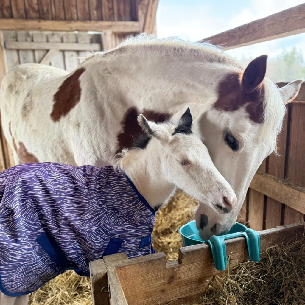 welcome to the world, little Dancing Blue Pearl – Foto 1