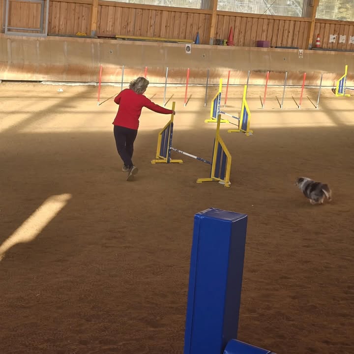 Hund am Sprung beim Agility-Turnier