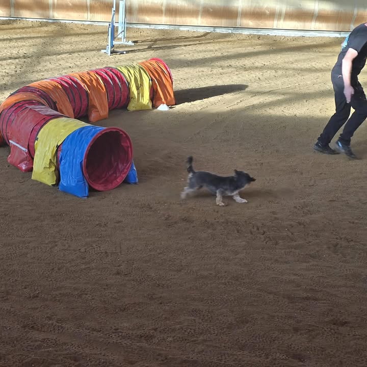 Agility-Turnier in der Reithalle der Silver Rock Ranch