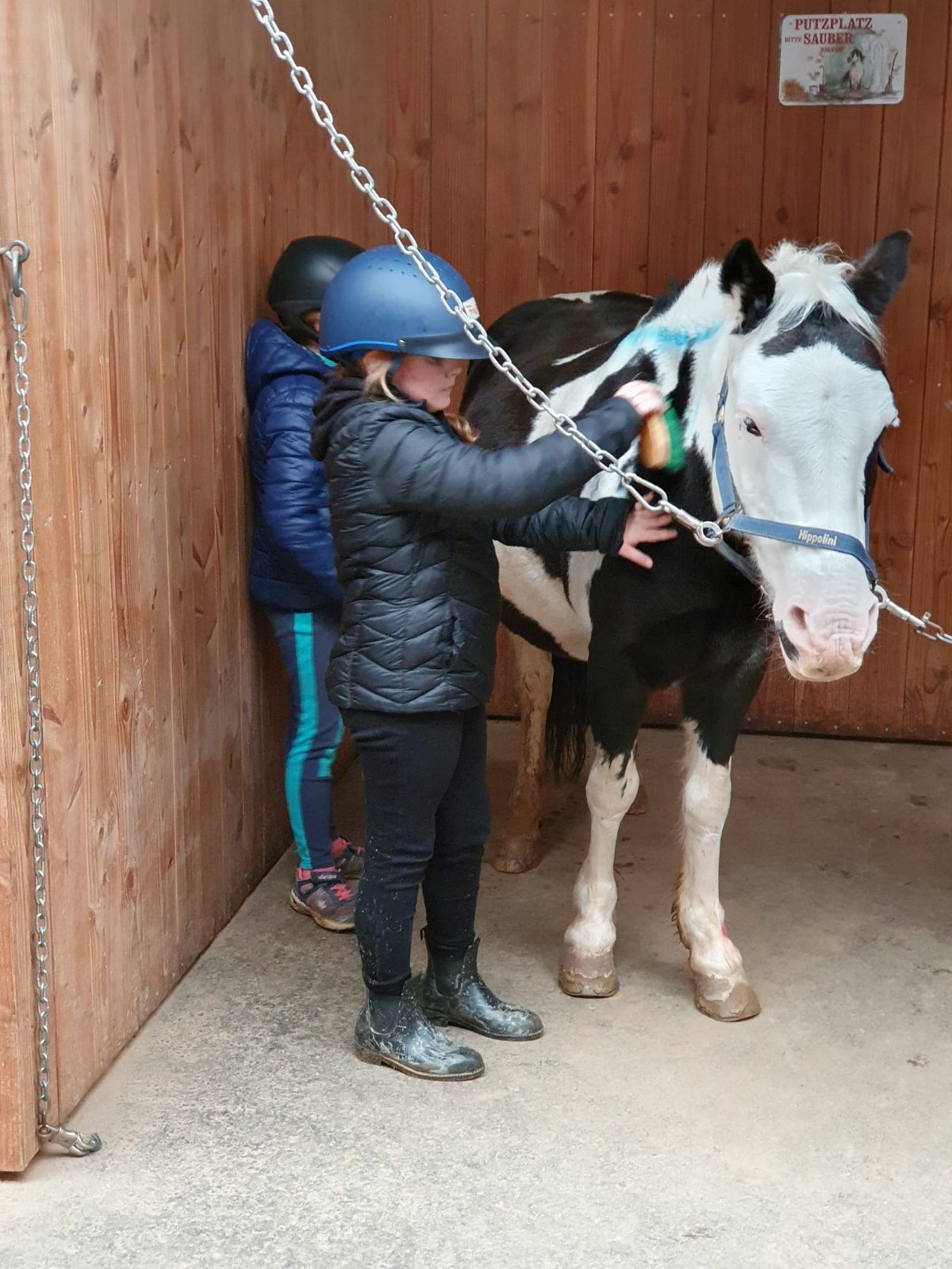 Bounty im Winter auf dem Paddock