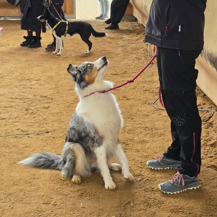 Hundeturnier in der Reithalle der Silver Rock Ranch