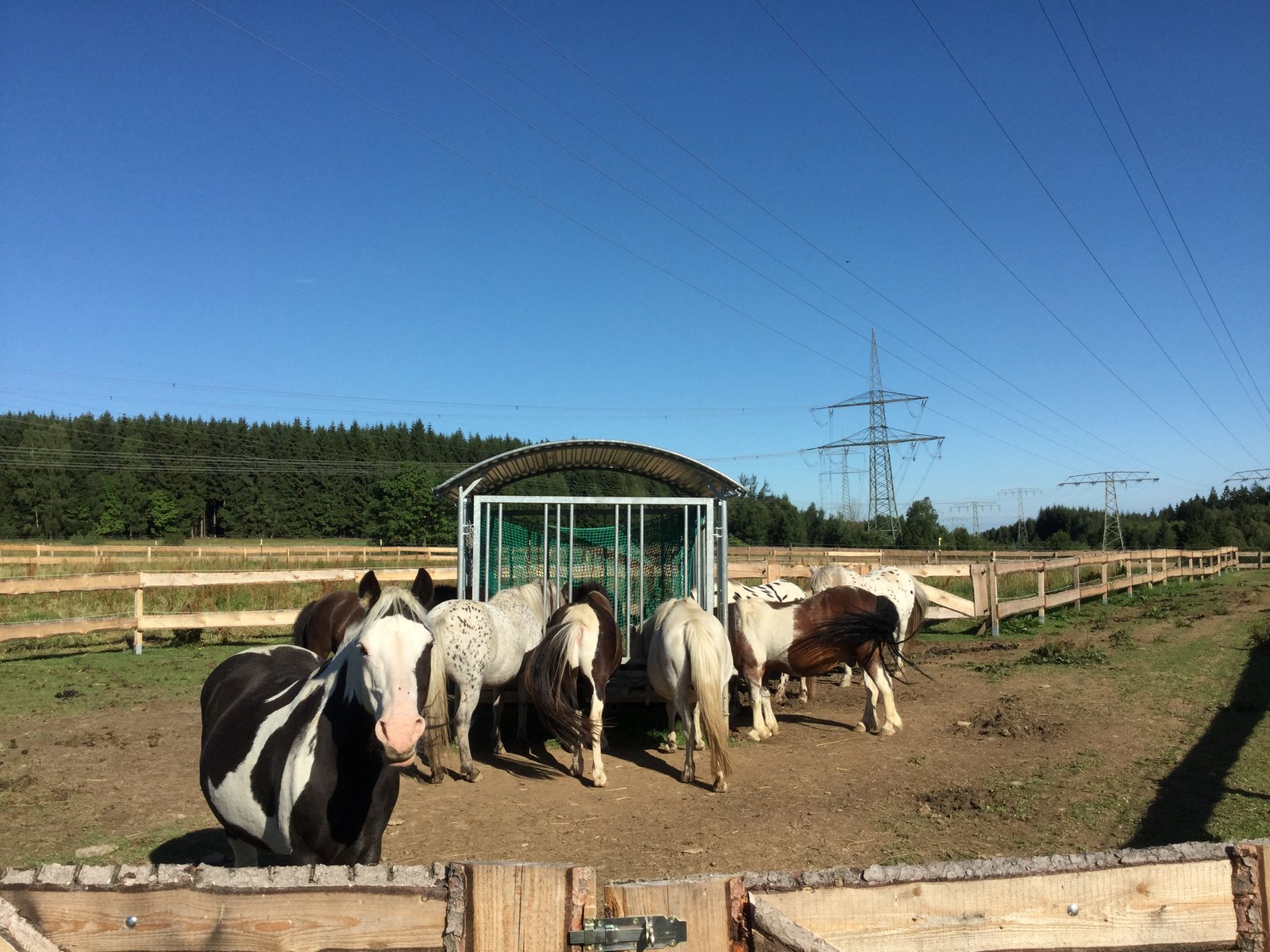 Ponyherde