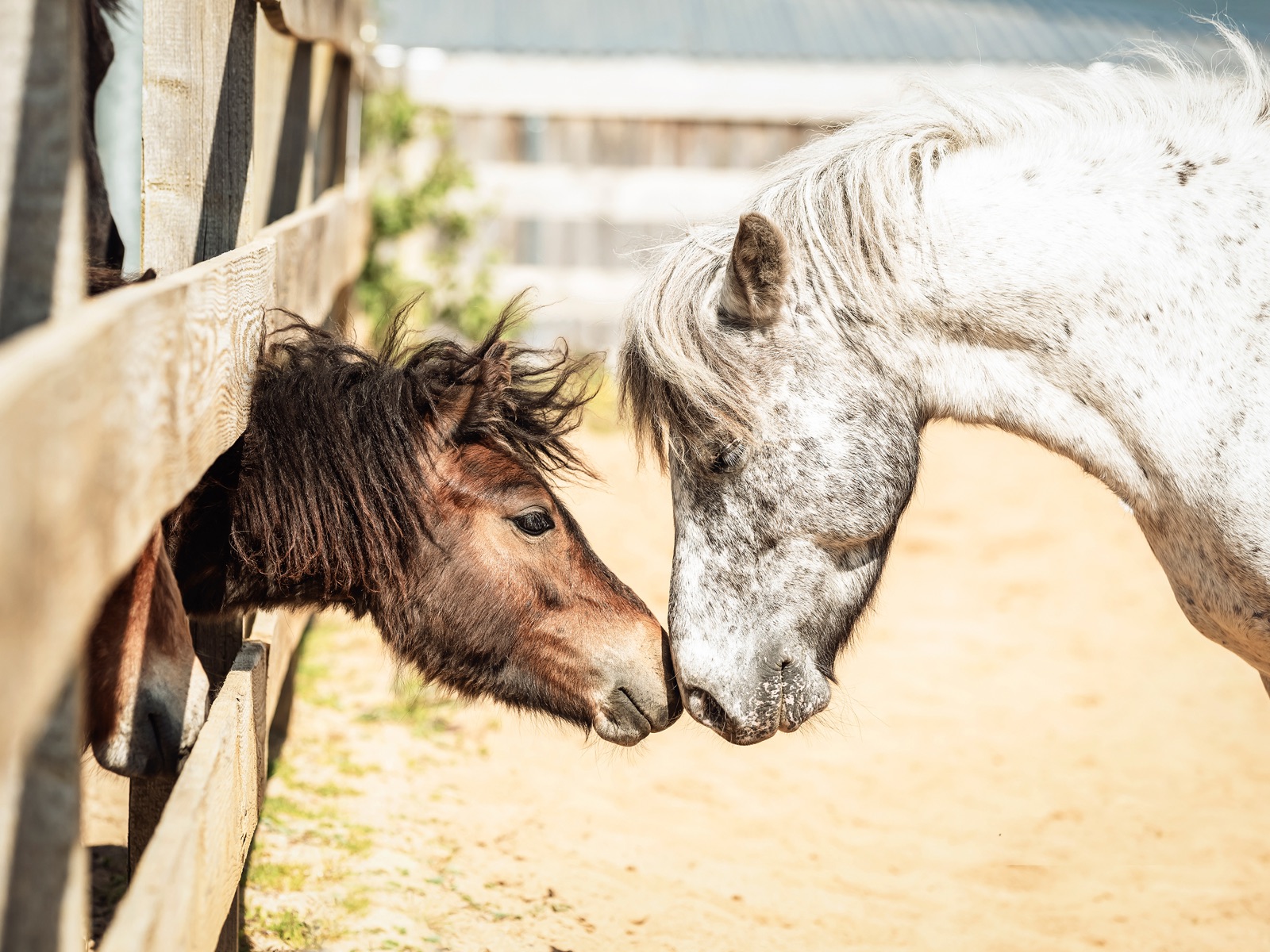 Zwei Ponys begrüßen sich am Zaun