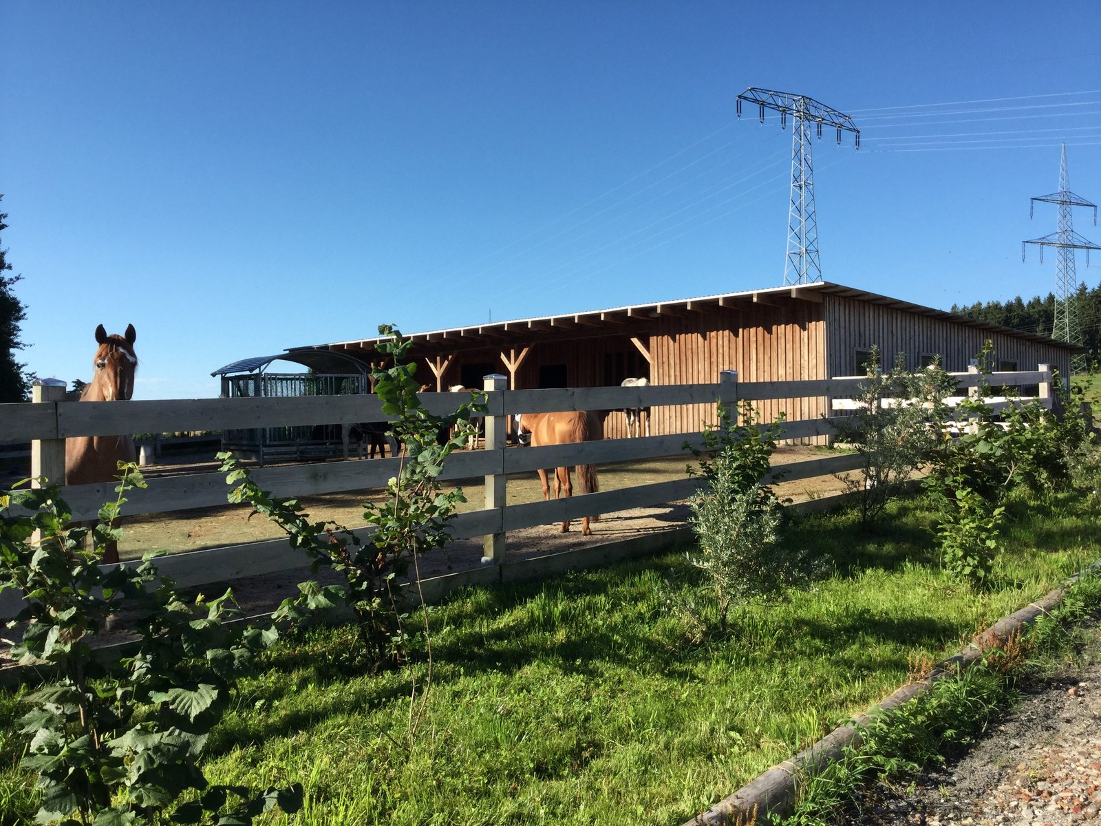 Rehe-Herde